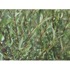 Верба пурпурова (Salix purpurea) штамб 160-180 см обх стовб 12-14 см